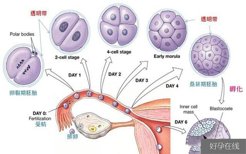 囊胚移植后着床征兆