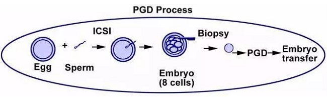 PGD提示