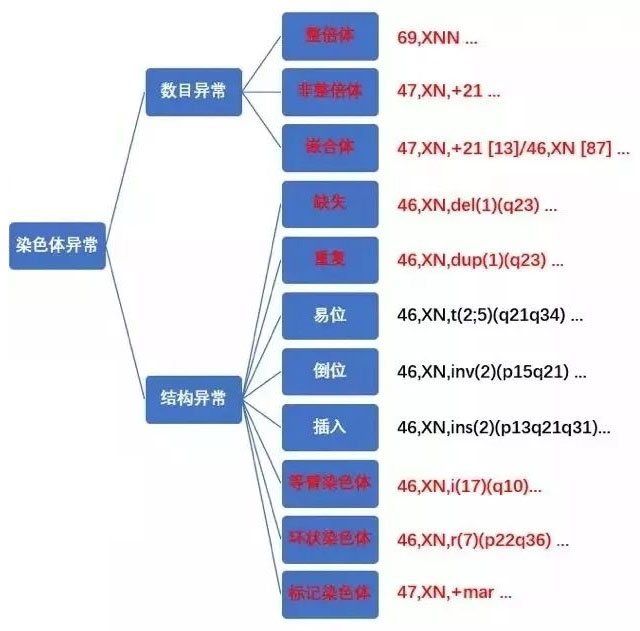 染色体出现异常构造提示