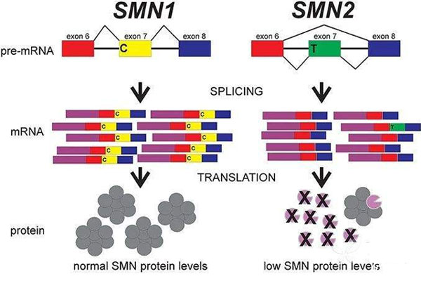 smn1与smn2基因