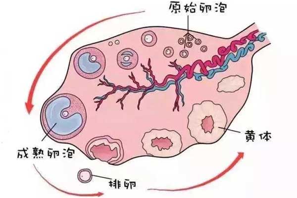 19个卵泡试管婴儿成功率计算