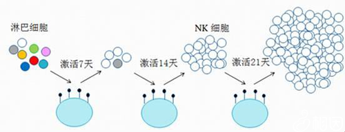 nk细胞扩增培养图