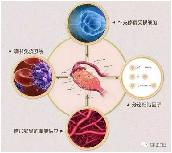 干细胞治疗