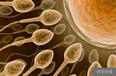 重庆备孕试管婴儿知识_超级精子是什么，精子活力太高也会造成不育？